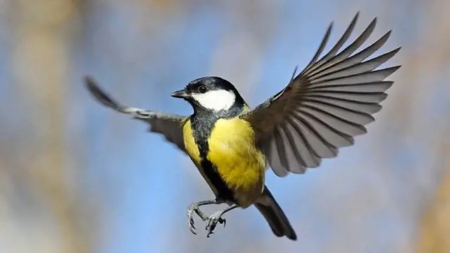 Parus major